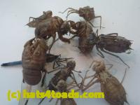 /home//u458753944/public_html/sourcegallery//////////////Insects and small critters/silliness/P1050003.JPG